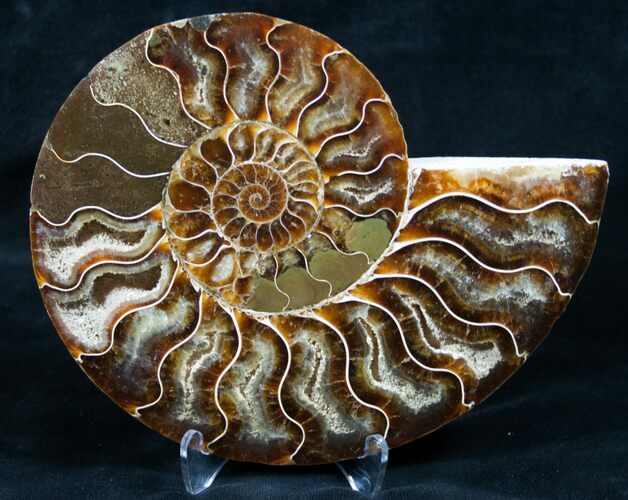 Beautiful Split Ammonite (Half) #5501